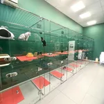 Юлия Усатые гости:  Зоогостиница для кошек, передержка кошек