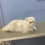 Татьяна:  Груминг кошек