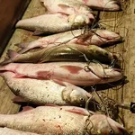 Камилла:  Приглашаем на рыбалку. Камызякский район. с.Караульное.