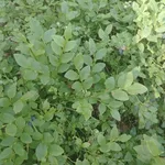 Александр:  Продам чернику 