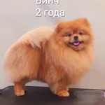 Светлана :  Вязка с чемпионом. Малый немецкий шпиц.