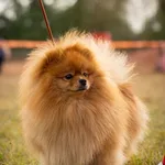 Светлана :  Вязка с чемпионом. Малый немецкий шпиц.
