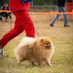 Светлана :  Вязка с чемпионом. Малый немецкий шпиц.