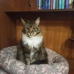 Оксана:  Домашняя передержка кошек