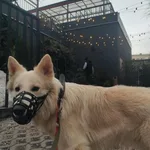 надя:  Выгул собак 