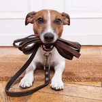 Александра:  Выгул собак/кошек. Услуги для животных