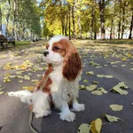 Екатерина:  Собака для фотосессии