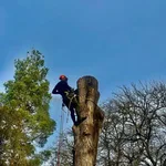 Евгений:  Спил аварийных деревьев любой сложности