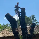 Евгений:  Спил аварийных деревьев любой сложности