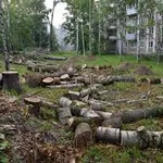 Василий РАСЧИСТКА УЧАСТКА:  Спил аварийных деревьев 