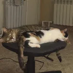 Алла:  Передержка кошек
