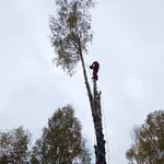 Артемий:  Спил деревьев, кронирование.