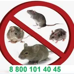 Дез-контроль:  Уничтожение мышей, крыс и прочих грызунов