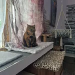 Екатерина:  Передержка животных
