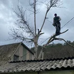 Анатолий:  Спил деревьев обрезка 