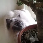 Наталья:  Домашняя передержка кошек