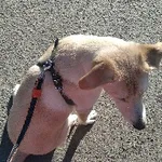 Анна:  Выгул собачек