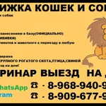 Ольга:  Стрижка кошек и собак в Королеве,домашняя передержка