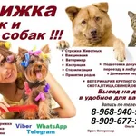 Ольга:  Стрижка кошек и собак выезд в Королёв домашняя передержка