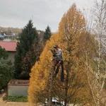 Денис:  Спил деревьев по частям