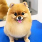 Зоосалон Animal Beauty Centre:  Стрижка собак. Стрижка кошек. Экспресс-линька. Тримминг.