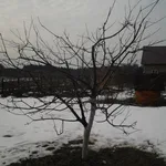 Дмитрий:  Обрезка плодовых деревьев