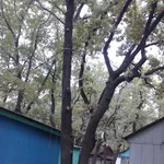 Мария:  спил, удаление,снос, валка, расчистка участка, опиловка