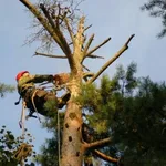 Владимир:  Спил деревьев. Корчевание пней. Измельчитель веток
