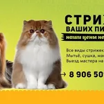 Зоосалон Хвостатый модник:  Зоосалон. Стрижка собак и кошек всех пород. Тримминг.