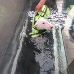Администратор:  Водная беговая дорожка собак
