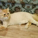 Надежда:  Стрижка кошек и котов на дому.