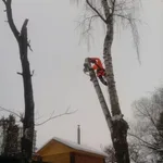 Алексей:  Спилим любое дерево