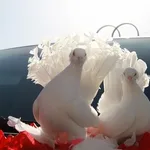 Денис:  Голуби для фотосессии