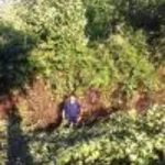 Виктор:  Расчистка участков и спил деревьев