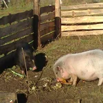 ЛЮДМИЛА:  вьетнамские поросята
