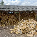 Мария:  Береза колотая
