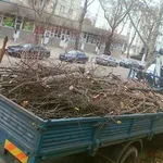 Александр:  Спил деревьев.