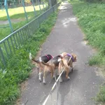 Виктория:  Выгул собак