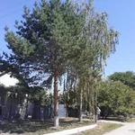 Василий:  Спил деревьев
