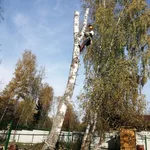 Артур:  Спил опасных деревьев