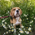 Елена:  Передержка собак