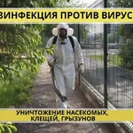 Павел:  Дезинфекция Дератизация Дезинсекция