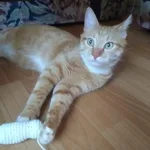 Ксения:  Гостиница для животных