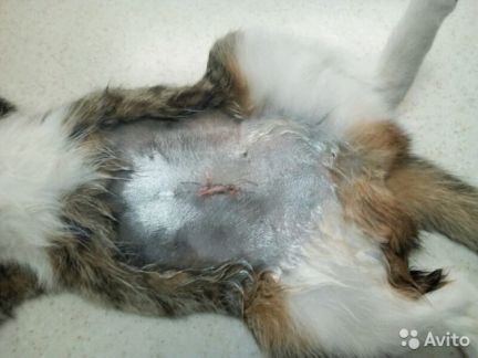 Сколько стоит стерилизация кошки в майкопе