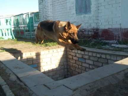 Алексей Саламатин:  Дрессировка собак