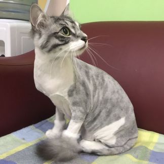 Сколько стоит подстричь кошку спб