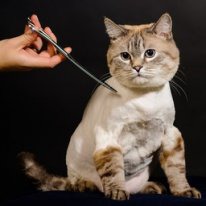 Сколько стоит подстричь кошку в сургуте