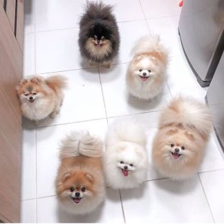 Возьму собачку на передержку