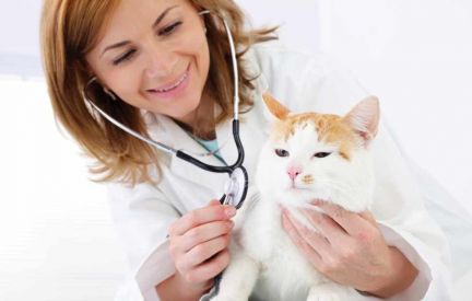 Анастасия:  Ветеринарный врач на дом, стрижка кошек на дому