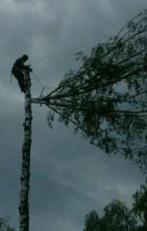 Константин:  Спилить Удалить Срубить дерево в городе Жуков